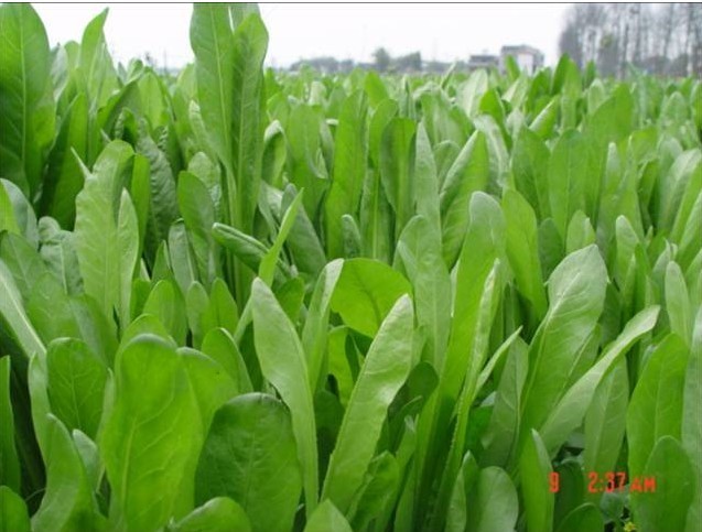 欧洲菊苣 饲料